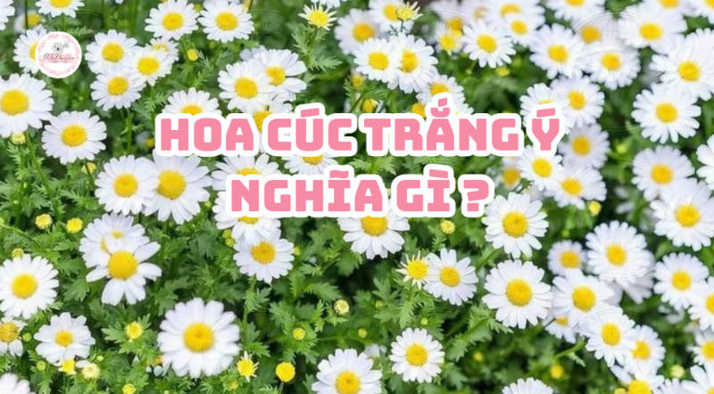Tìm hiểu ý nghĩa sâu sắc và biểu tượng của hoa cúc vàng trong văn hóa Á Đông